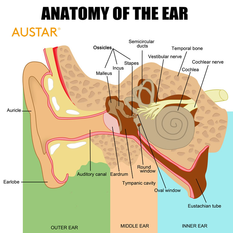 anatomía del oído
